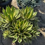 Agáva hrebeňovitá (Agave Lophantha) ´QUADRICOLOR´ - výška 20-30 cm, Ø 50-60 cm, kont. C50L (-6°C)